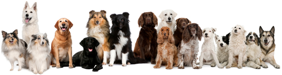 Group of Dogs image